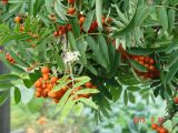 View full-size image Sorbus sibirica