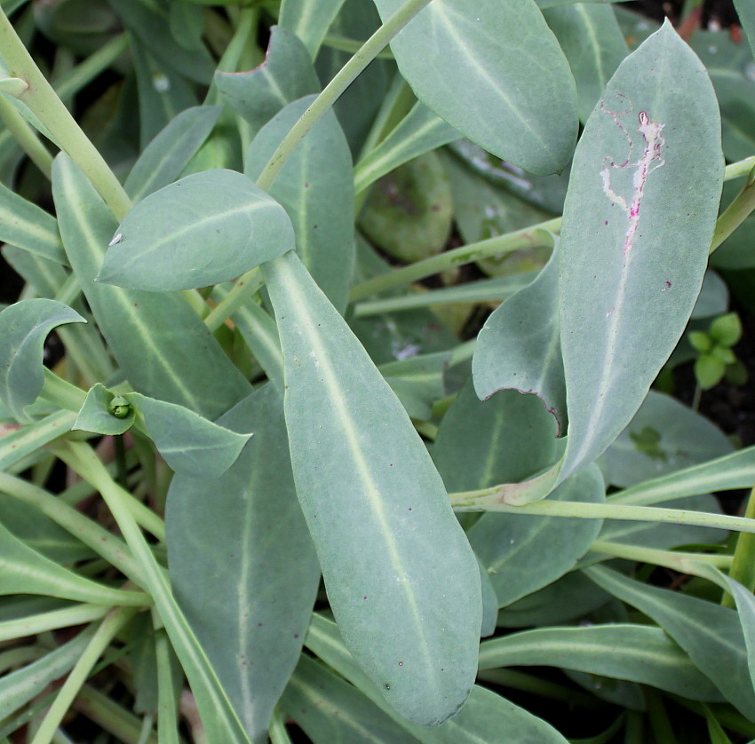 Image of Cistanthe grandiflora specimen.