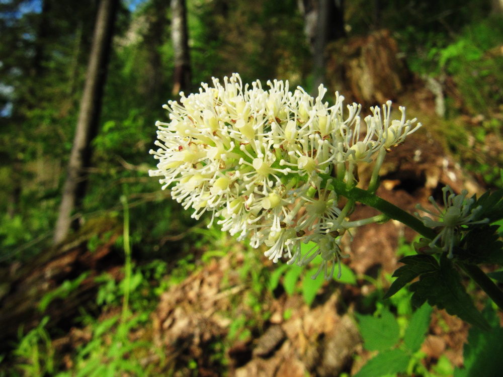 Изображение особи Actaea erythrocarpa.