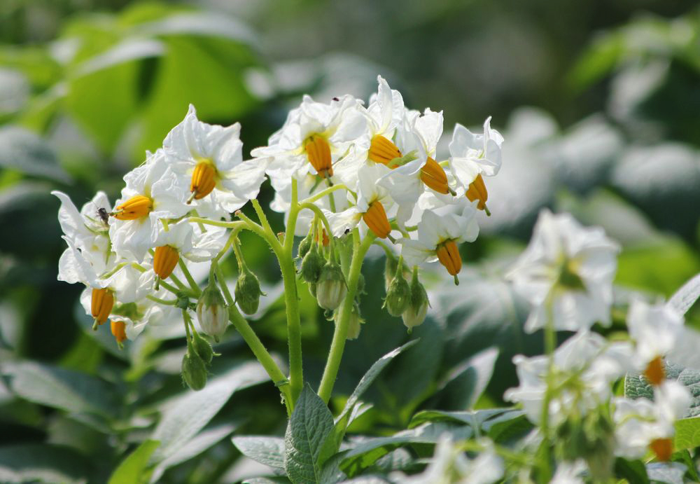 Изображение особи Solanum tuberosum.