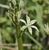 Ornithogalum sphaerocarpum. Цветок. Греция, Халкидики, п-в Ситония. 09.04.2014.