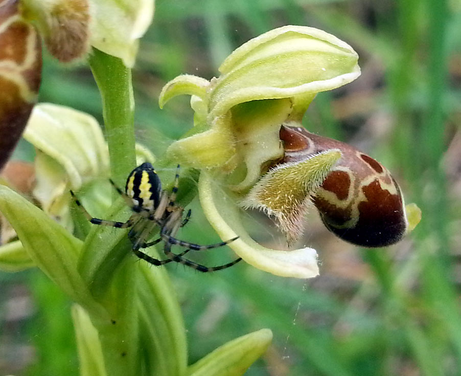 Изображение особи Ophrys umbilicata.