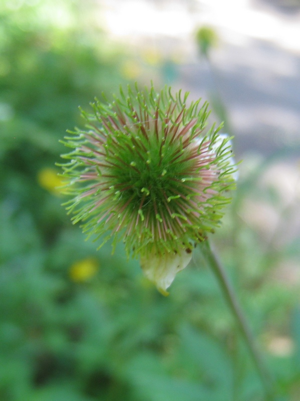 Image of Geum aleppicum specimen.