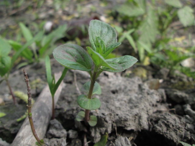 Image of Mentha arvensis specimen.