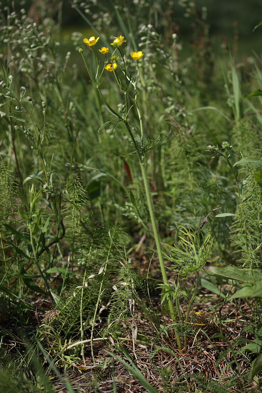 Image of Ranunculus polyanthemos specimen.