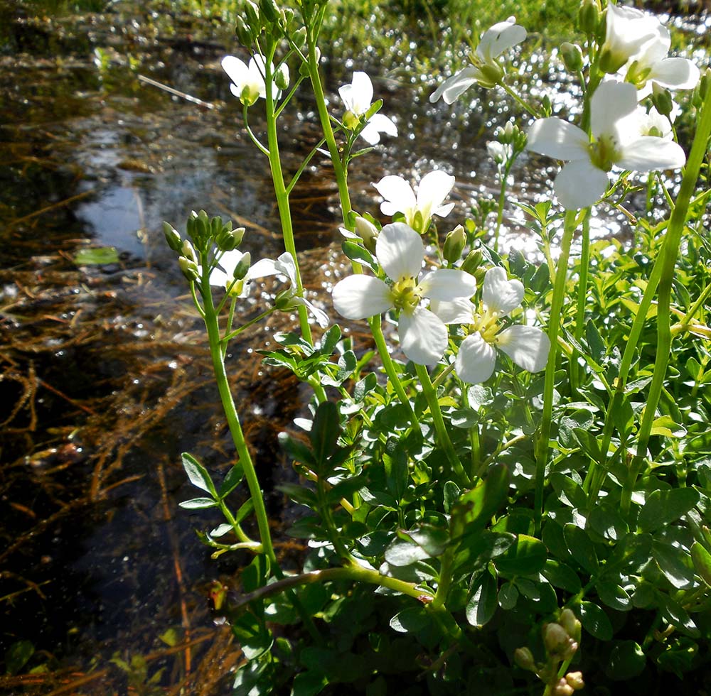 Изображение особи Cardamine prorepens.