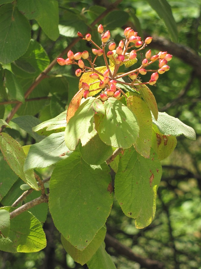 Image of Viburnum lantana specimen.