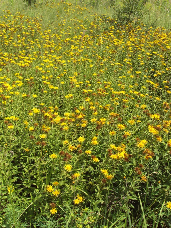 Image of Inula hirta specimen.