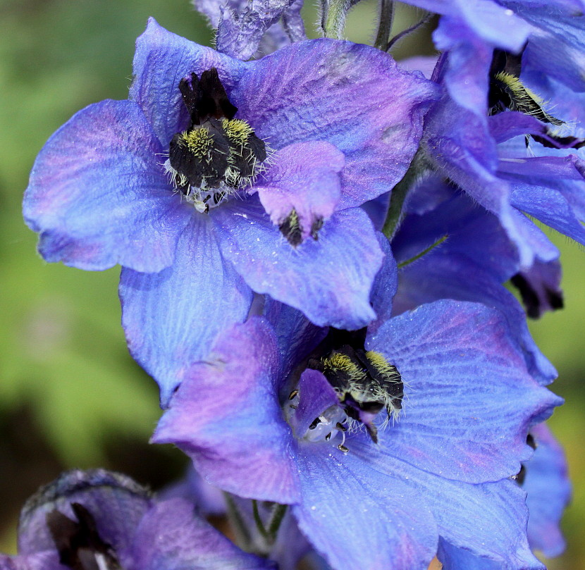 Изображение особи Delphinium ceratophorum.