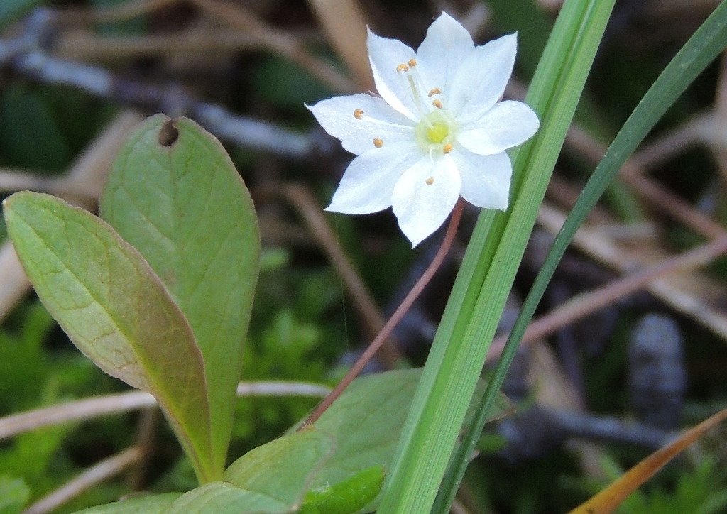 Изображение особи Trientalis europaea.