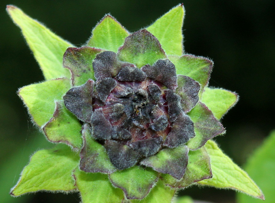 Изображение особи Inula helenium.