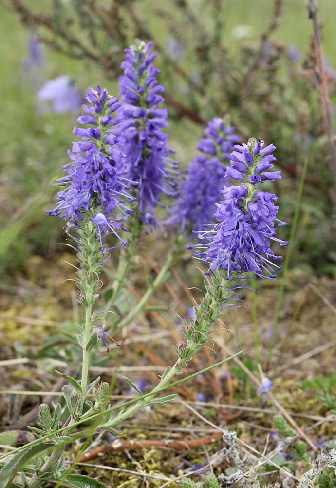 Image of Veronica spicata specimen.