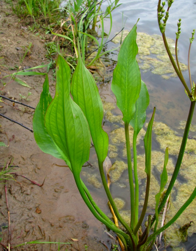 Image of Alisma lanceolatum specimen.