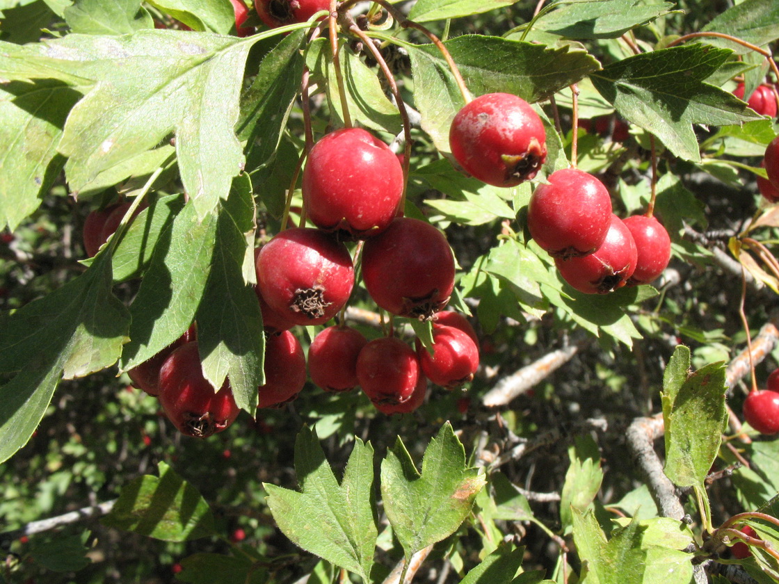 Image of Crataegus turkestanica specimen.