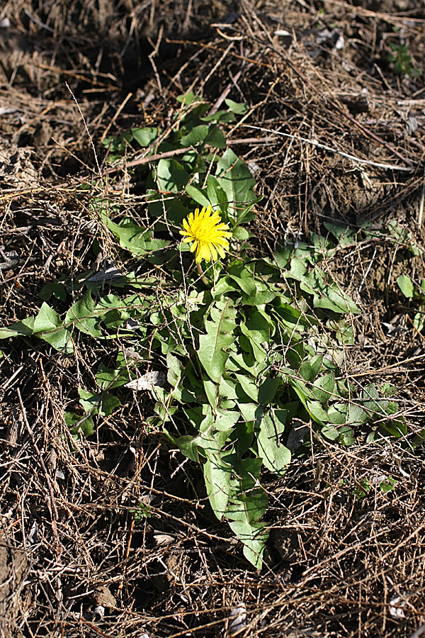 Image of genus Taraxacum specimen.