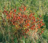 Frangula alnus