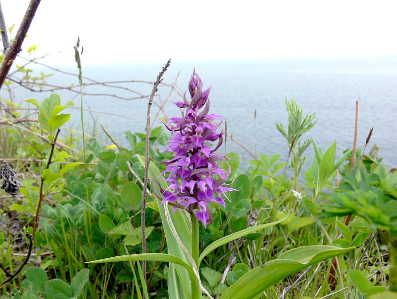 Image of Dactylorhiza aristata specimen.