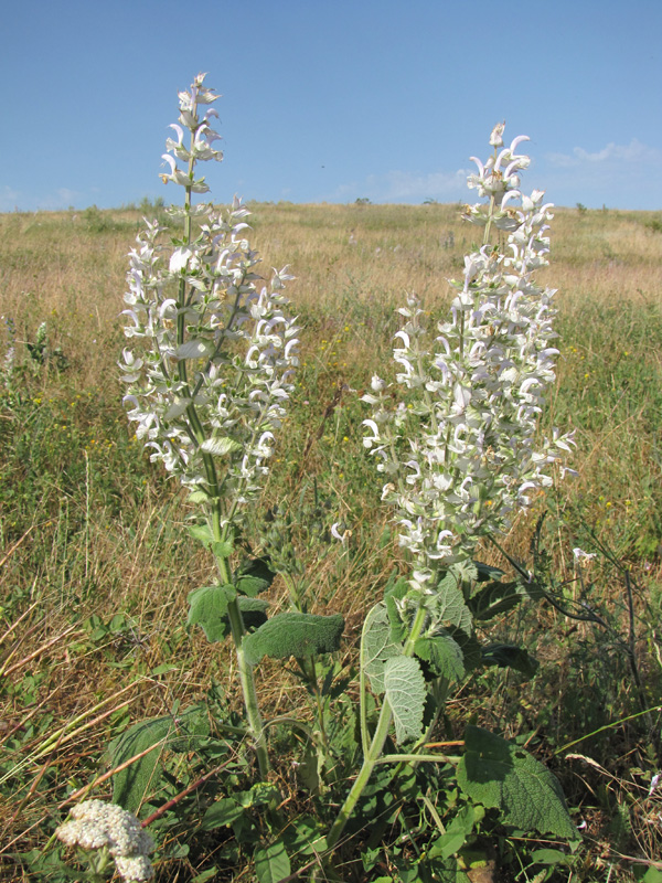 Image of Salvia sclarea specimen.