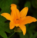 Hemerocallis middendorffii