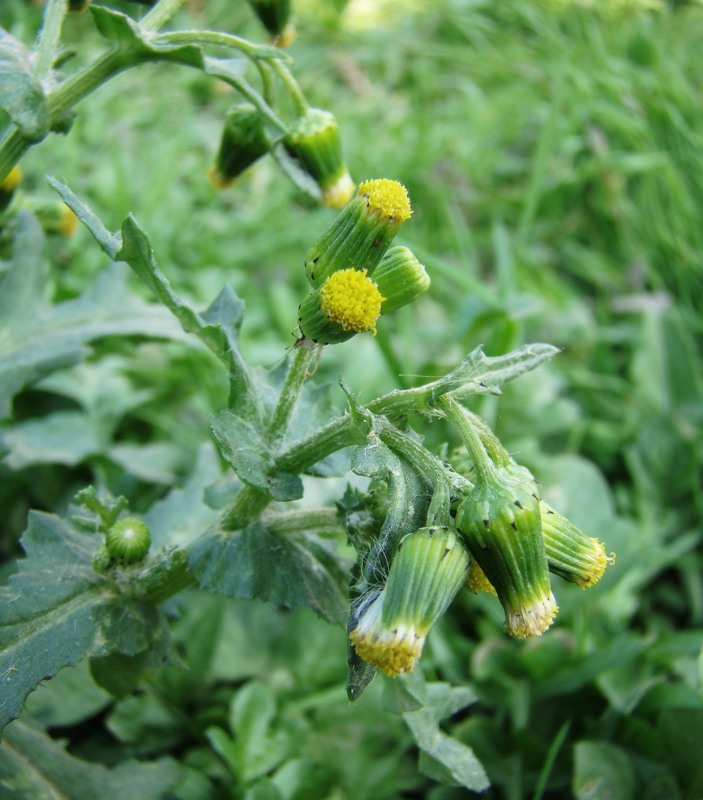 Изображение особи Senecio vulgaris.