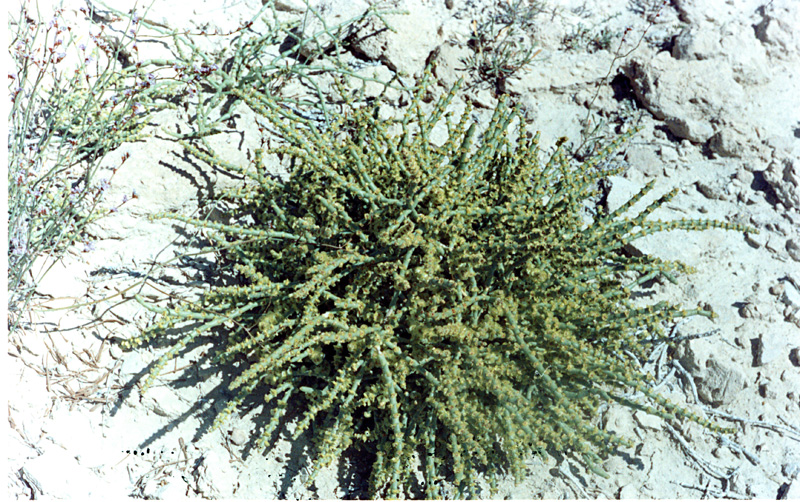 Изображение особи Anabasis brachiata.