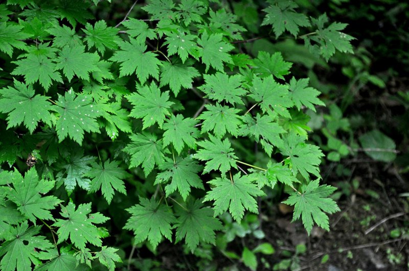 Image of Acer pseudosieboldianum specimen.