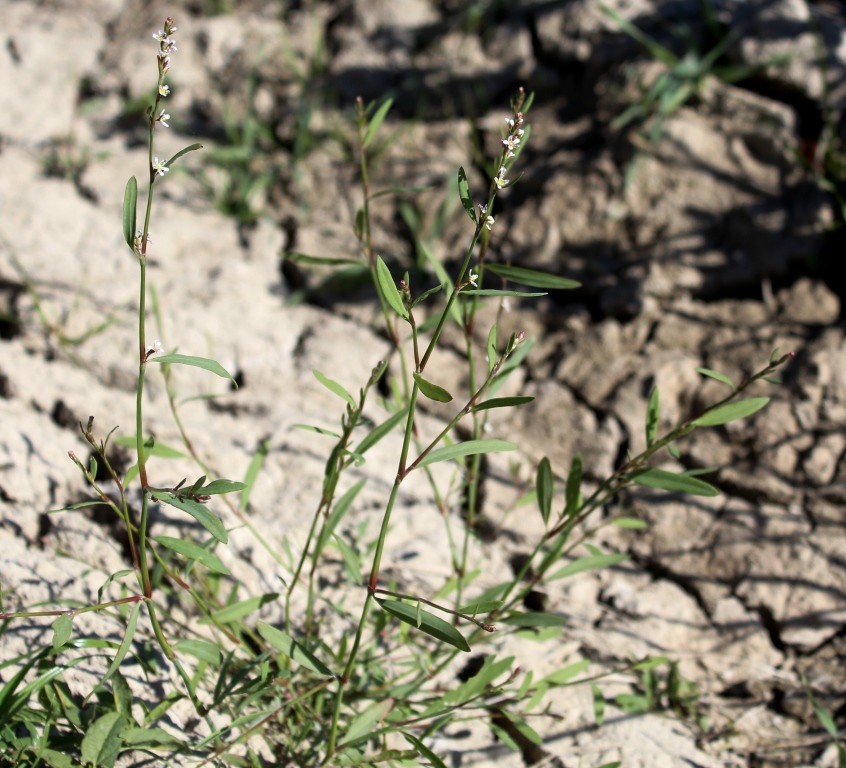 Image of genus Polygonum specimen.