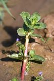 Veronica beccabunga subspecies muscosa. Побег с бутонами в русле ручейка. Южный Казахстан, горы Алатау (Даубаба), устье Карьерного ущелья. 13.08.2014.