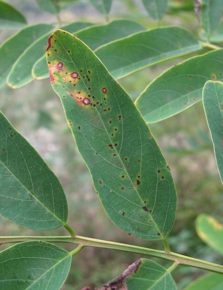 Изображение особи Robinia pseudoacacia.