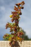 Rumex alpinus. Верхушка соцветия с мужскими цветками (видны характерные цветоножки с утолщением под околоцветником). Адыгея, Кавказский биосферный заповедник, хр. Каменное Море, ≈ 2000 м н.у.м., субальпийский луг. 27.06.2015.