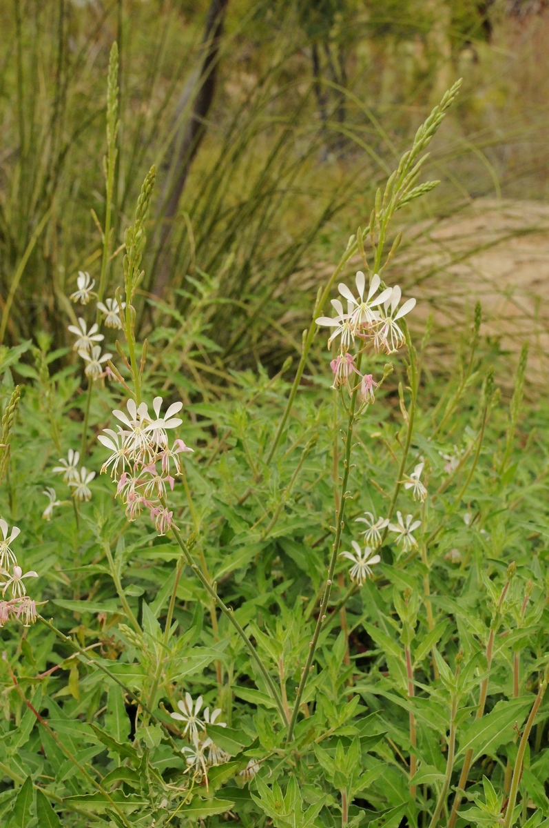 Изображение особи Gaura lindheimeri.