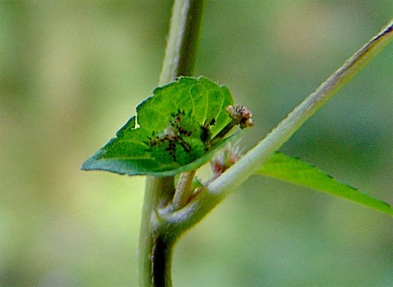 Image of Acalypha australis specimen.