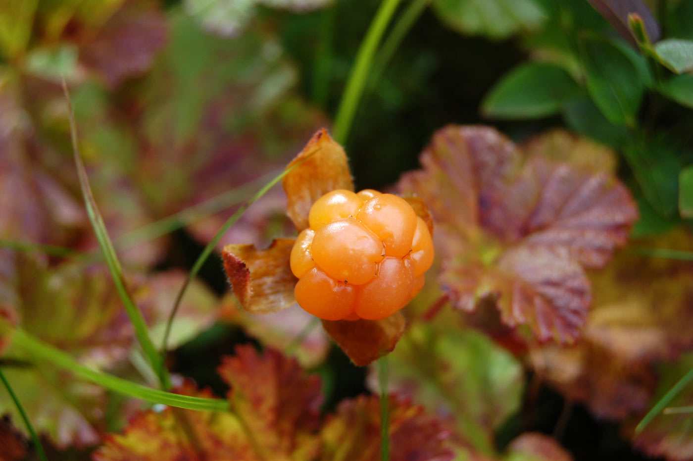 Изображение особи Rubus chamaemorus.