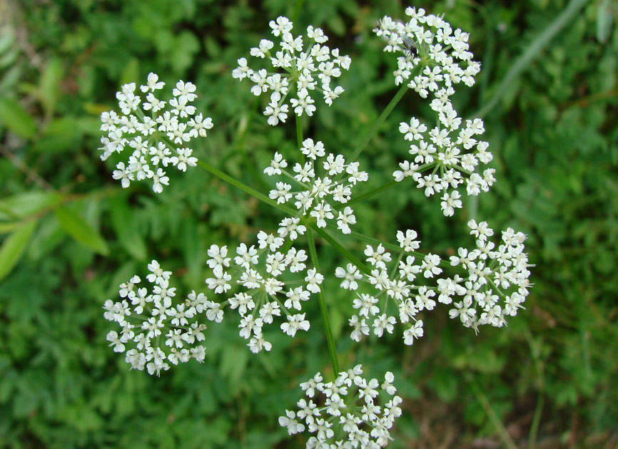 Image of Aegopodium alpestre specimen.