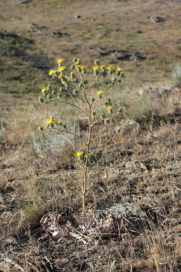 Image of Cousinia karatavica specimen.