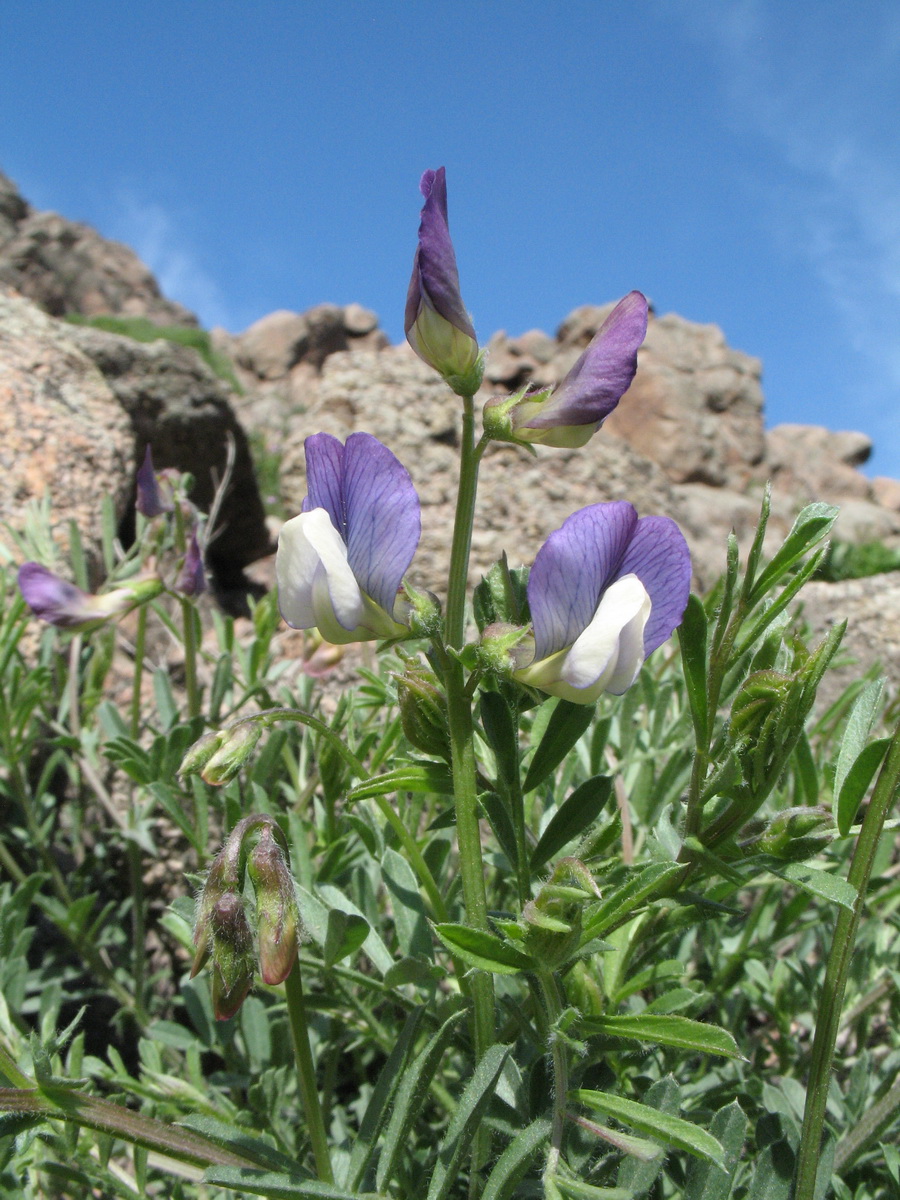 Image of Vicia subvillosa specimen.