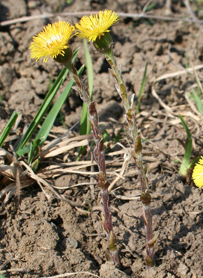 Image of Tussilago farfara specimen.