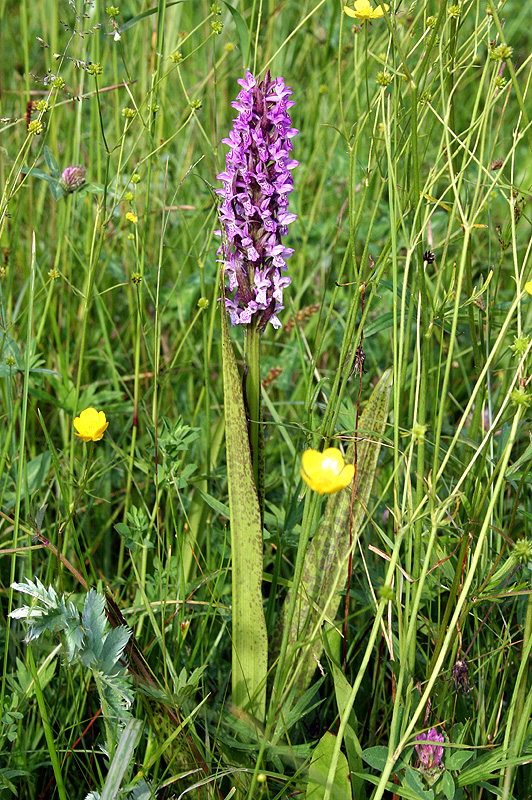 Image of Dactylorhiza incarnata specimen.