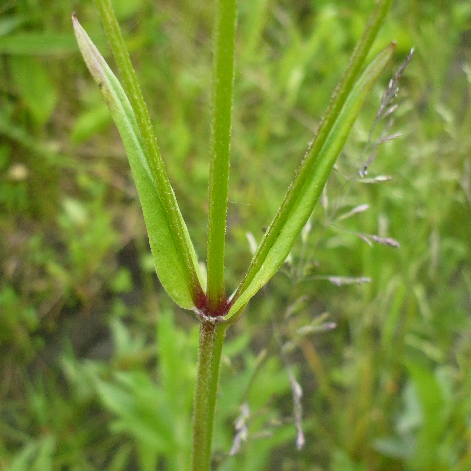 Image of Coccyganthe flos-cuculi specimen.