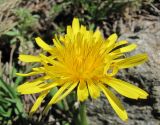 genus Taraxacum. Соцветие. Кабардино-Балкария, Эльбрусский р-н, долина р. Ирик, ок. 2700 м н.у.м. 14.07.2016.