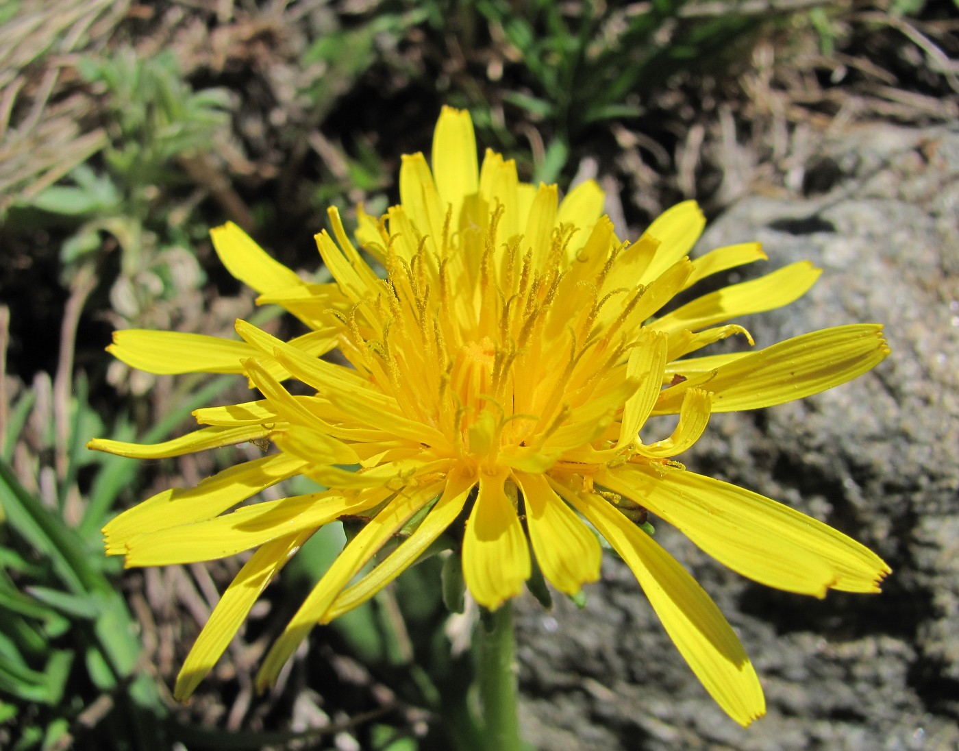 Image of genus Taraxacum specimen.