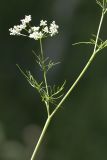 Chaerophyllum bulbosum