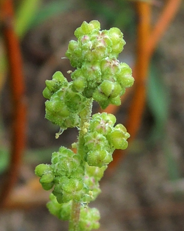 Image of Chenopodium acerifolium specimen.