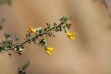 Смотреть изображение Caragana laeta