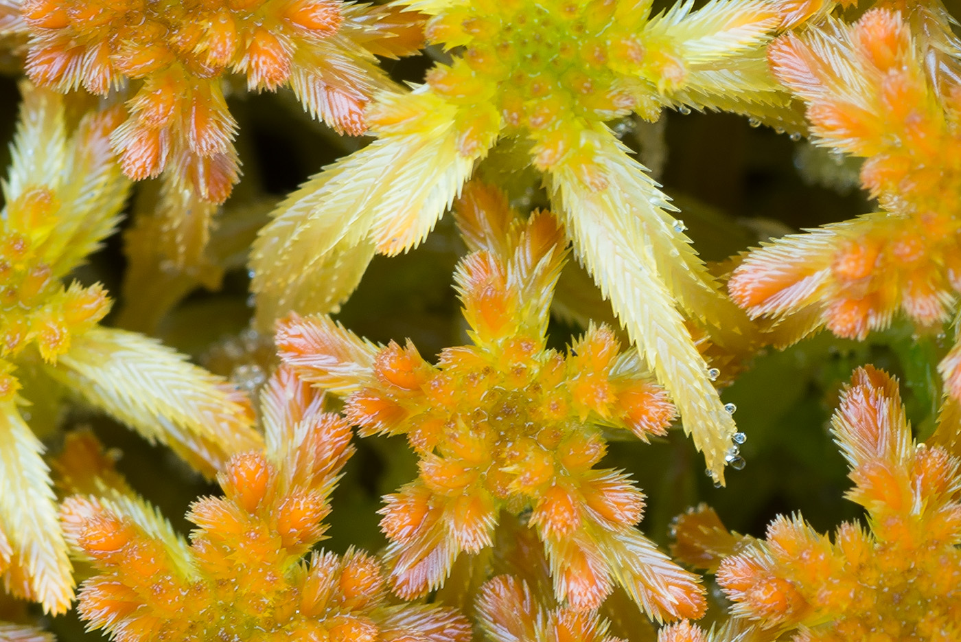 Image of Sphagnum fallax specimen.