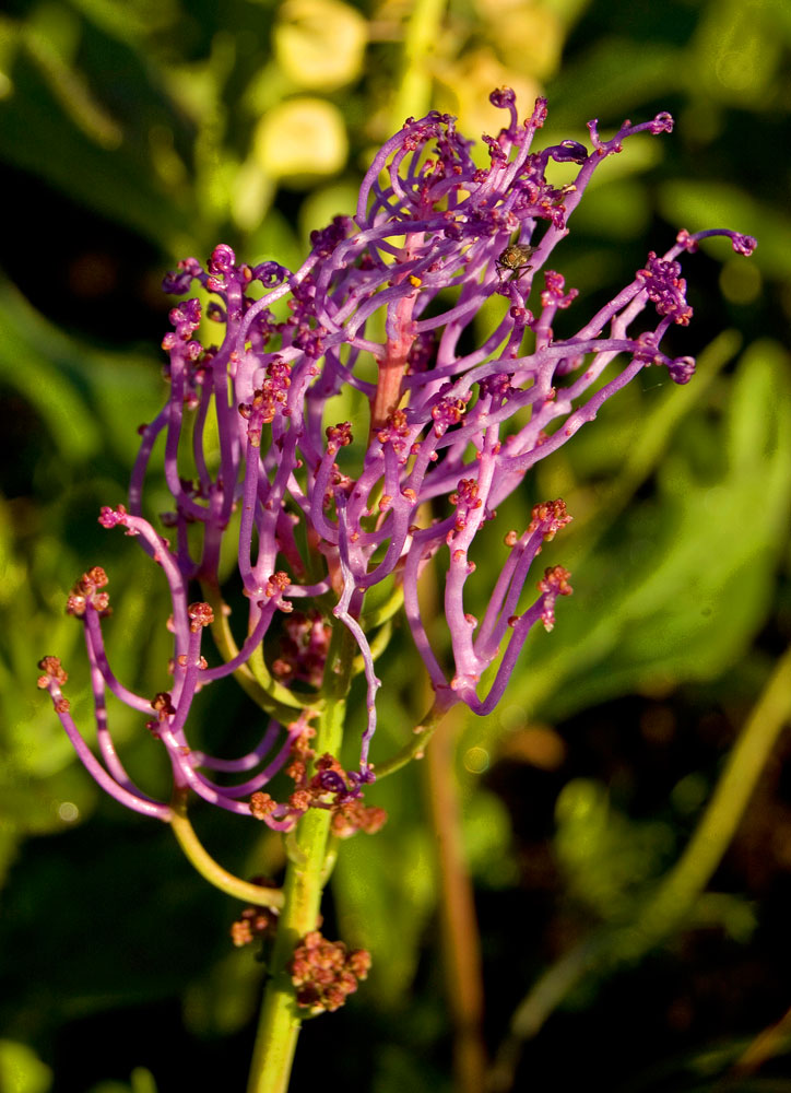 Image of Leopoldia comosa specimen.