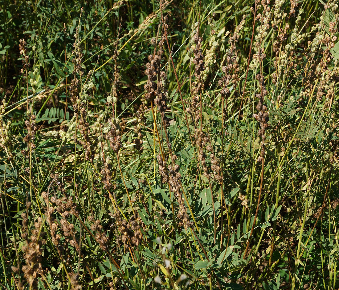 Image of Onobrychis viciifolia specimen.