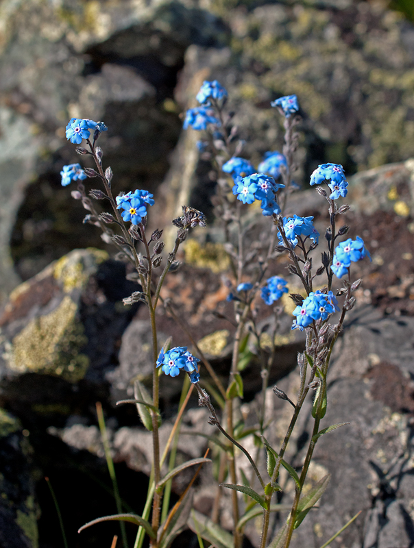 Изображение особи Myosotis austrosibirica.