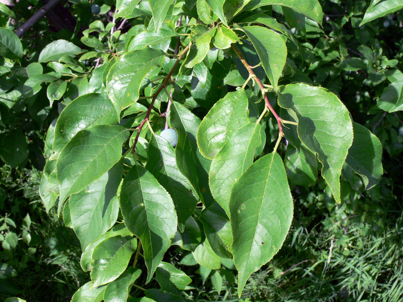 Image of Prunus domestica specimen.