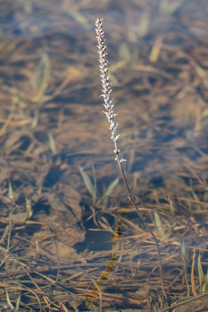 Image of genus Plantago specimen.